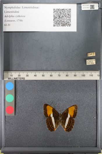 Media type: image;   Entomology 141063